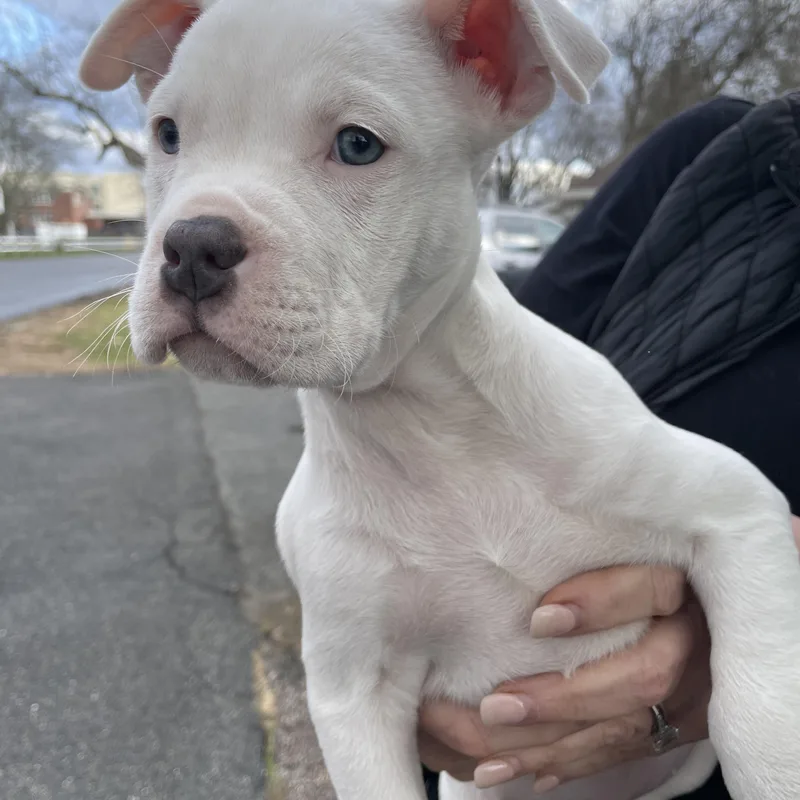 Cygnus Stardust  Local thumbnail 3