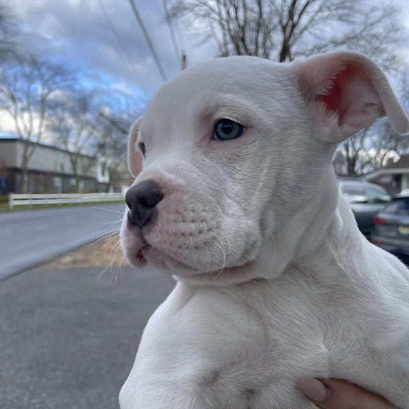 Cygnus Stardust  Local thumbnail 5