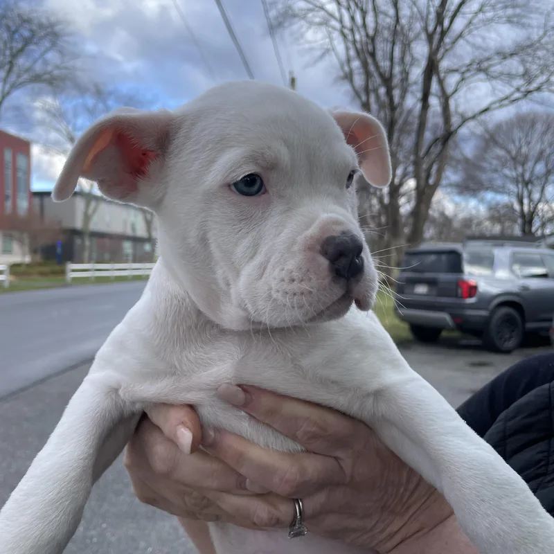 Cygnus Stardust  Local thumbnail 6