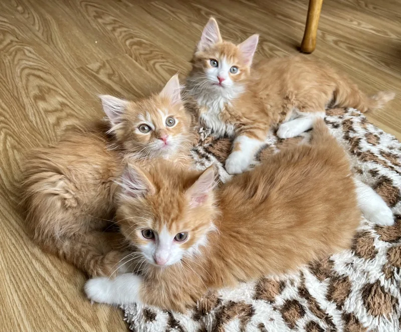 A baby medium-sized male Orange & White Domestic Long Hair cat named Cheeto for adoption in Rocky Hill, CT