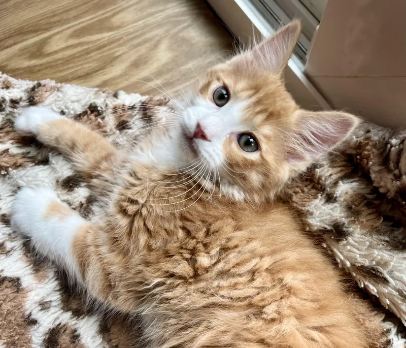 Cheeto thumbnail 2