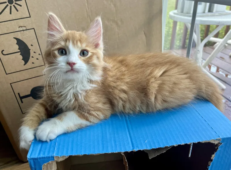 Cheeto thumbnail 3