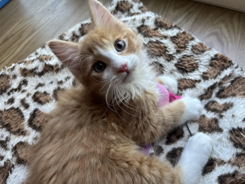 Cheeto thumbnail 4