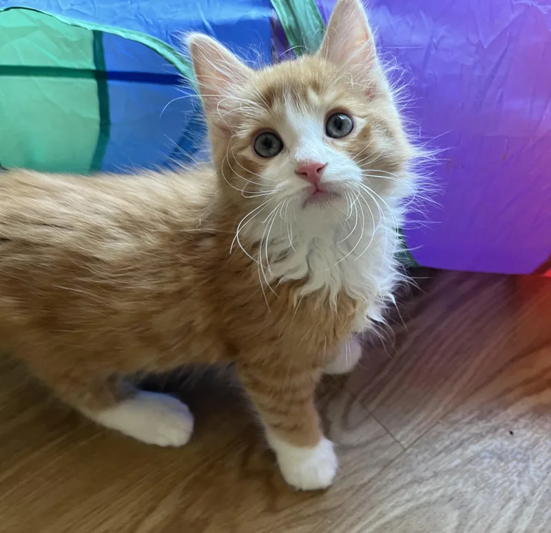 Cheeto thumbnail 5