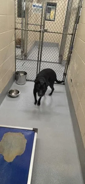A young medium-sized male Pit Bull Terrier dog named Pen  Anise for adoption in Lawrenceville, GA