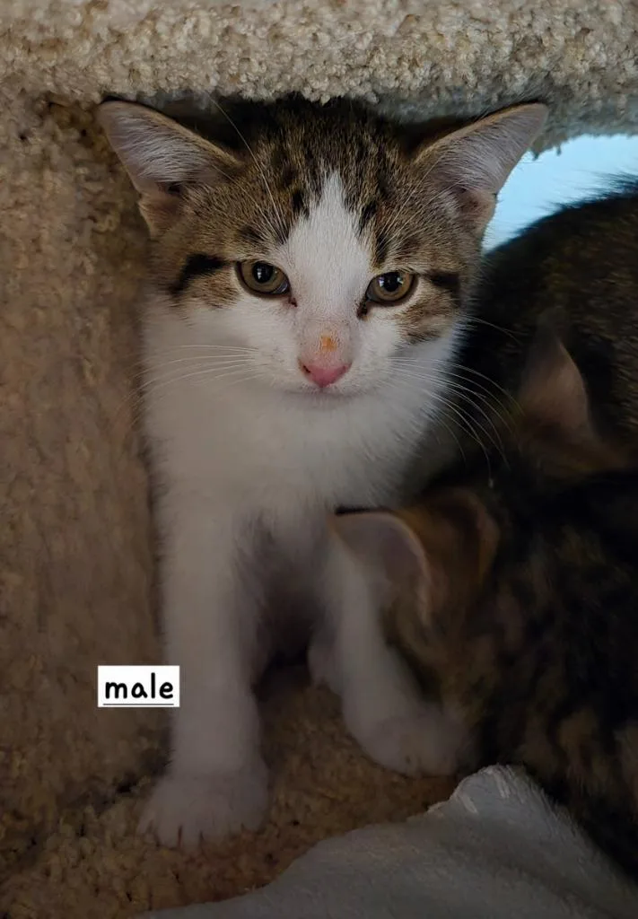 A baby medium-sized male Domestic Short Hair cat named Turkey for adoption in Minneapolis, MN