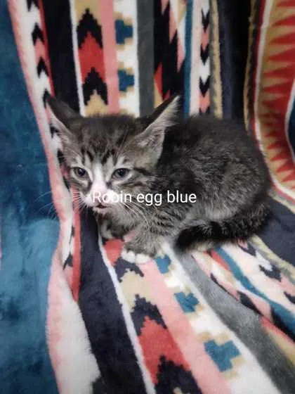 Robin Egg Blue