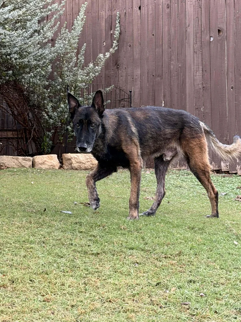 An adult large-sized male Dutch Shepherd dog named Cairo for adoption in Houston , TX