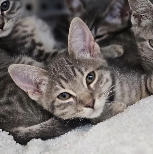 A baby small-sized female Domestic Short Hair cat named Avalanche for adoption in Oakland, CA