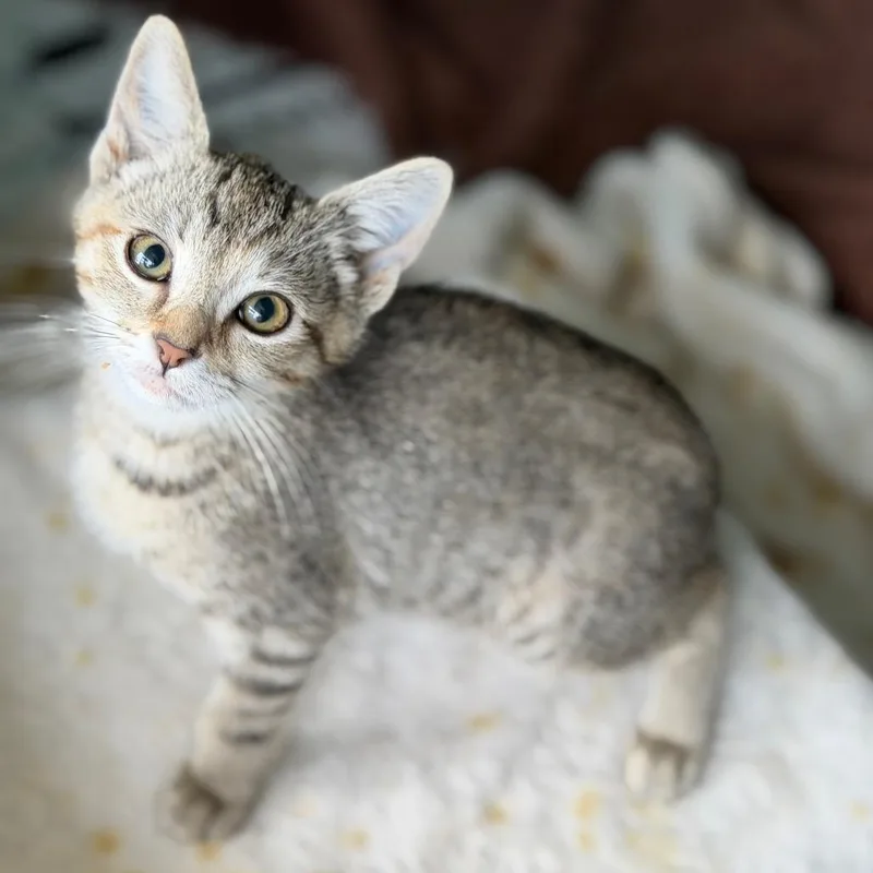A baby small-sized female Brown / Chocolate Domestic Short Hair cat named Kansas for adoption in Brownsboro, AL