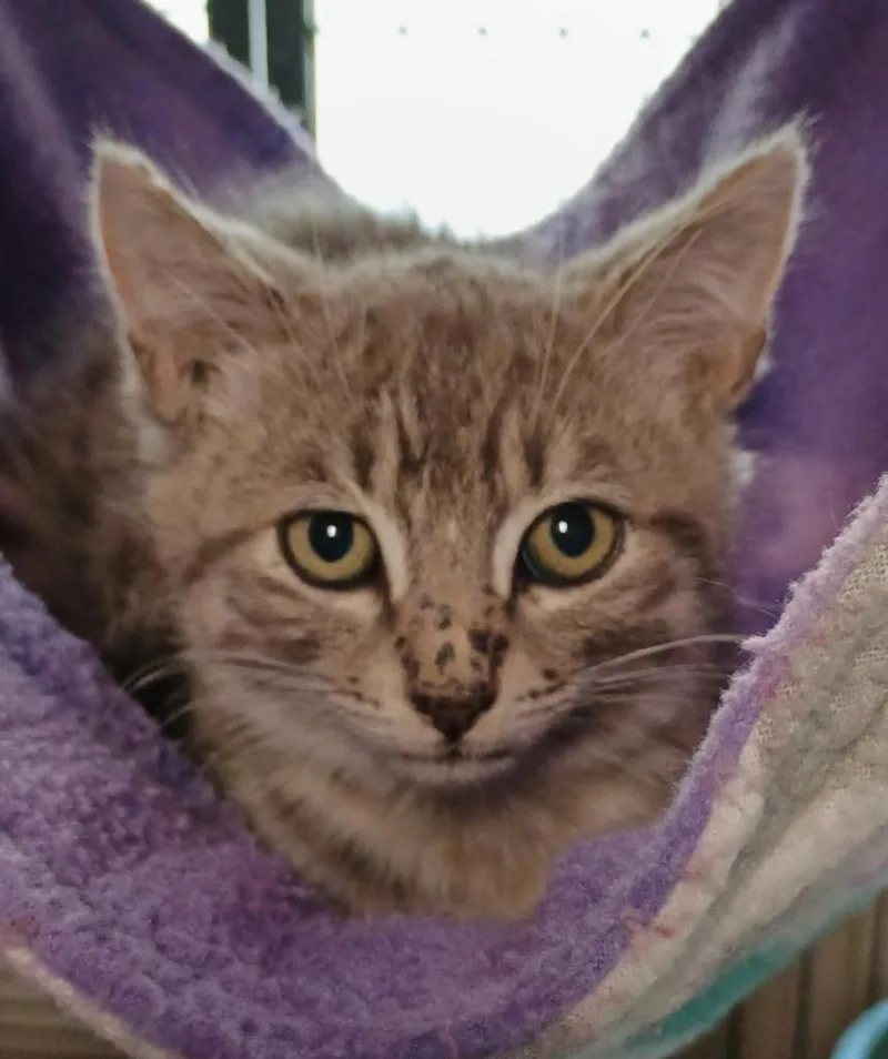 A baby medium-sized male Domestic Short Hair cat named Mirical for adoption in Shelton, WA