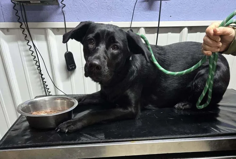 An adult medium-sized female Black Labrador Retriever dog named Mary Beth for adoption in Waverly, OH