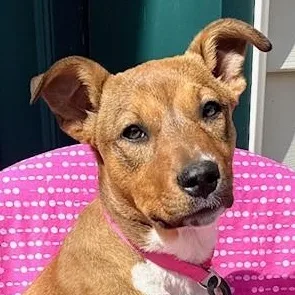 A baby medium-sized female Yellow / Tan / Blond / Fawn Basenji dog named Ikota for adoption in Andover, MA