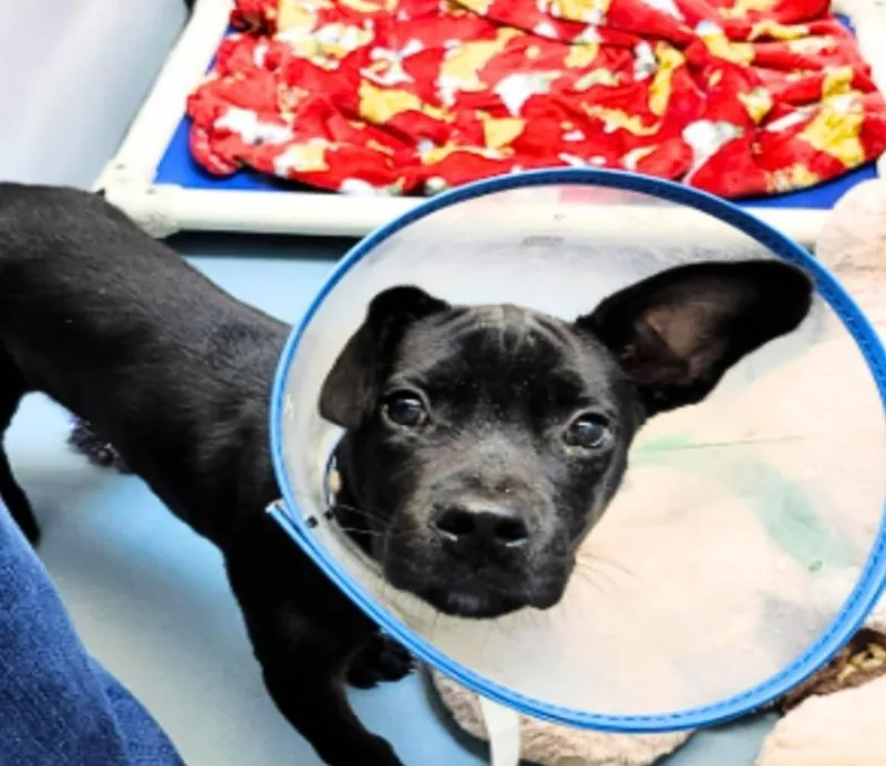 A baby medium-sized male Black Pit Bull Terrier dog named Nox for adoption in Austin, TX