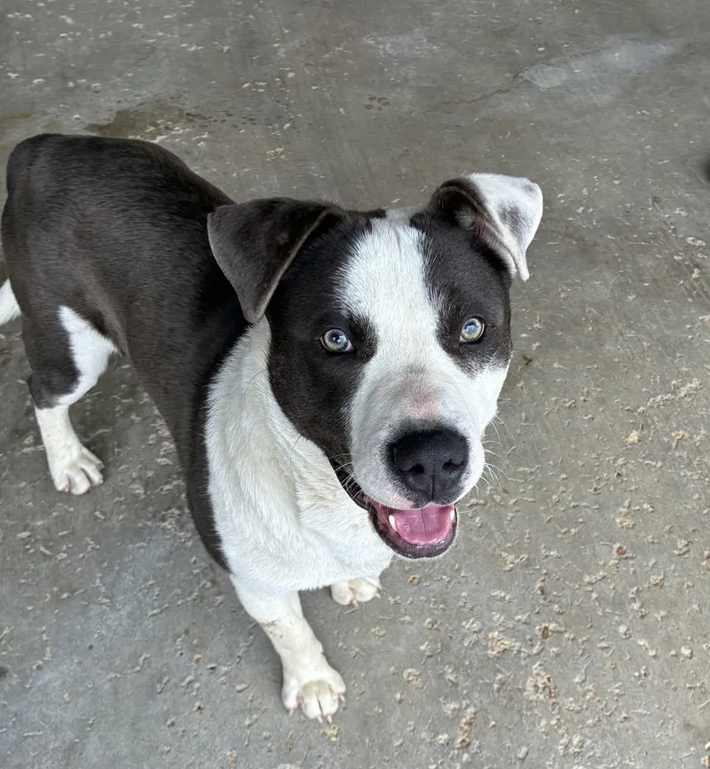 An adult large-sized male White / Cream Pit Bull Terrier dog named Leon for adoption in Senatobia, MS