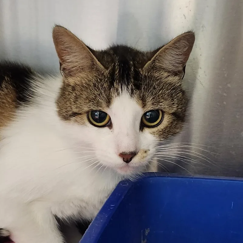 An adult medium-sized female White Domestic Short Hair cat named Ladybug for adoption in Columbia Station, OH