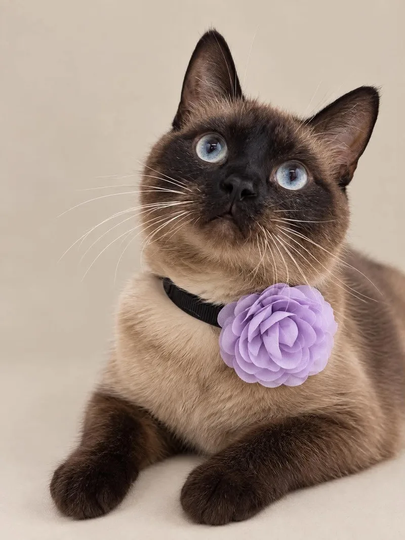 An adult medium-sized female Siamese cat named Estelle for adoption in Vinton, IA