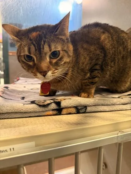 An adult medium-sized female Tabby (Brown / Chocolate) Domestic Short Hair cat named Cleo BONDED TO SOCKS for adoption in Stanwood, WA