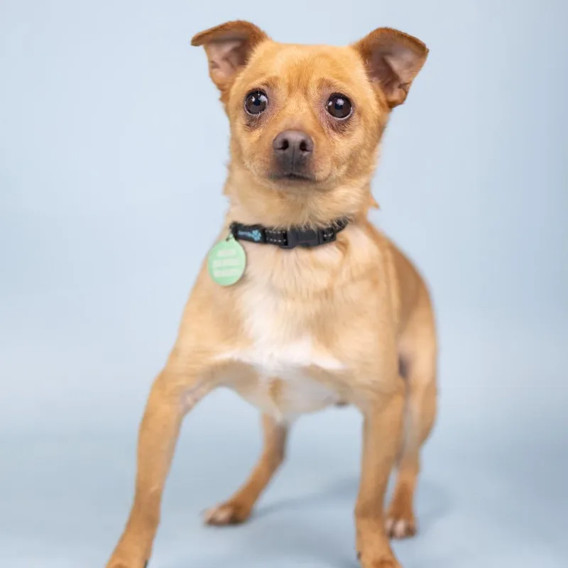 A senior small-sized male Red / Chestnut / Orange Chihuahua dog named Ozzy for adoption in Portland, OR