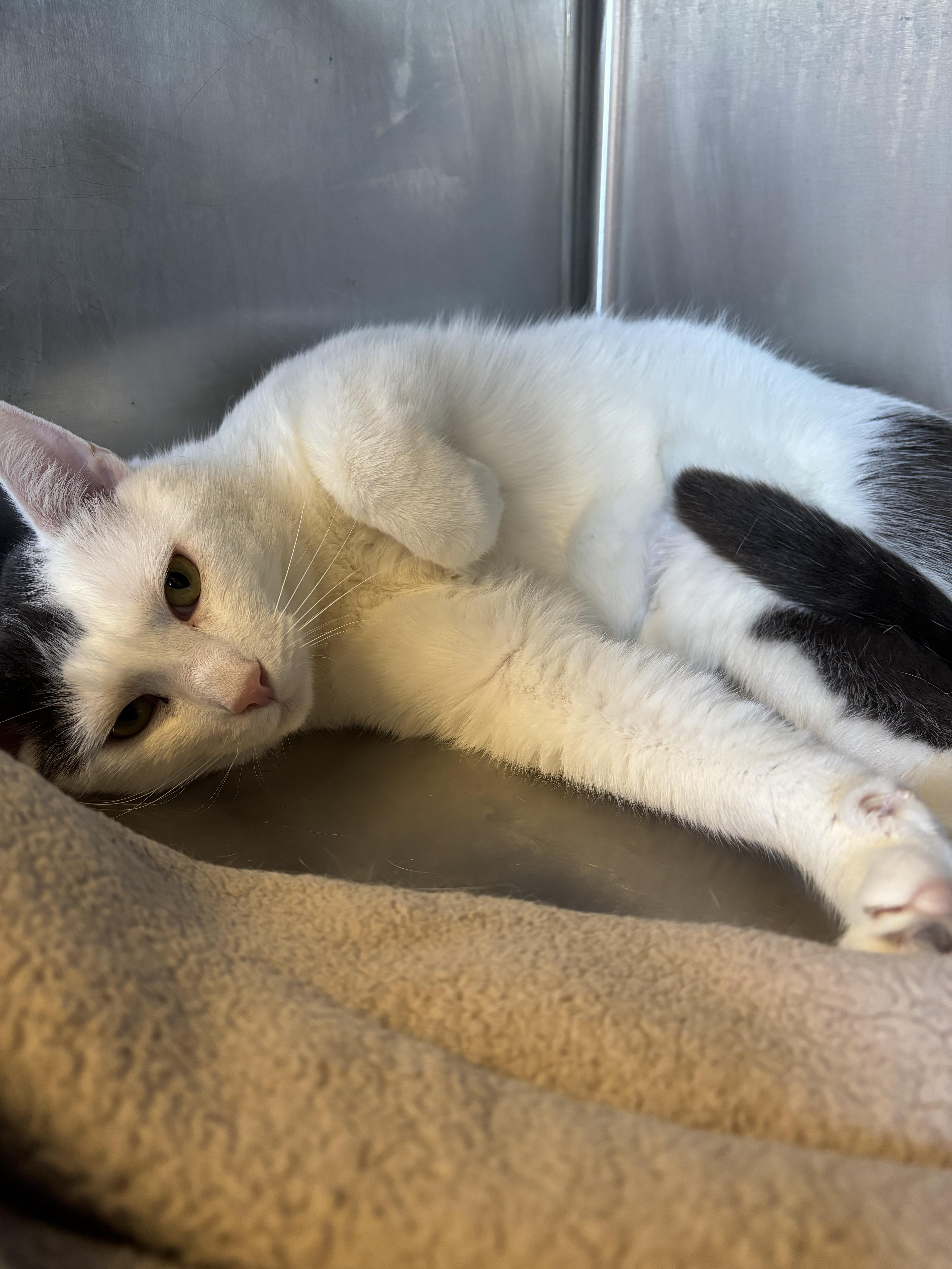 A young medium-sized male Domestic Short Hair cat named Clay for adoption in Old Bridge, NJ