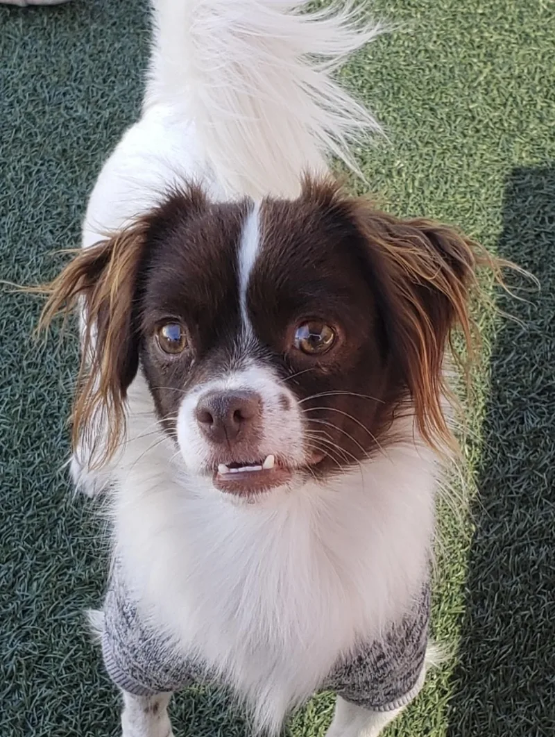 A young small-sized male Red / Chestnut / Orange Spaniel dog named Bentley for adoption in Gardena, CA