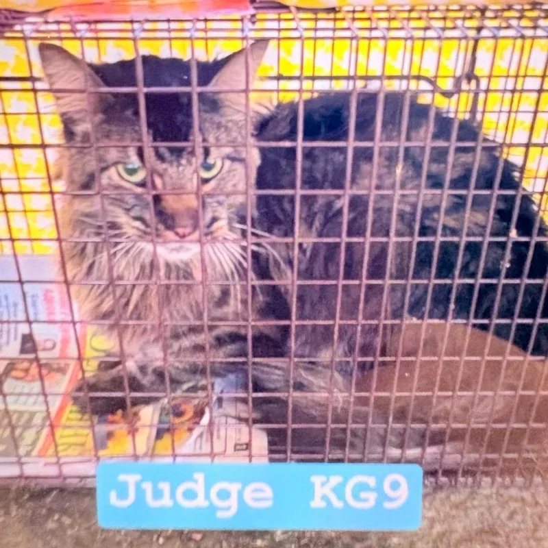 An adult medium-sized male Brown / Chocolate Domestic Medium Hair cat named Judge for adoption in Philadelphia, PA