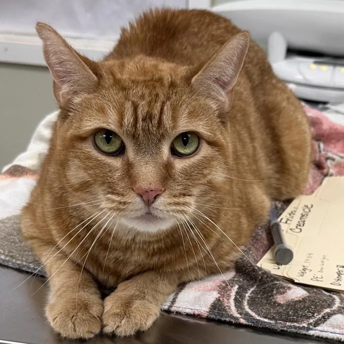 An adult large-sized male Orange / Red Domestic Short Hair cat named Creamsicle for adoption in East Smithfield , PA