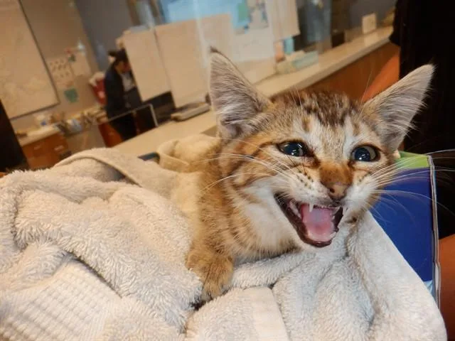 A baby small-sized female Domestic Short Hair cat named Sasha for adoption in San Jose, CA