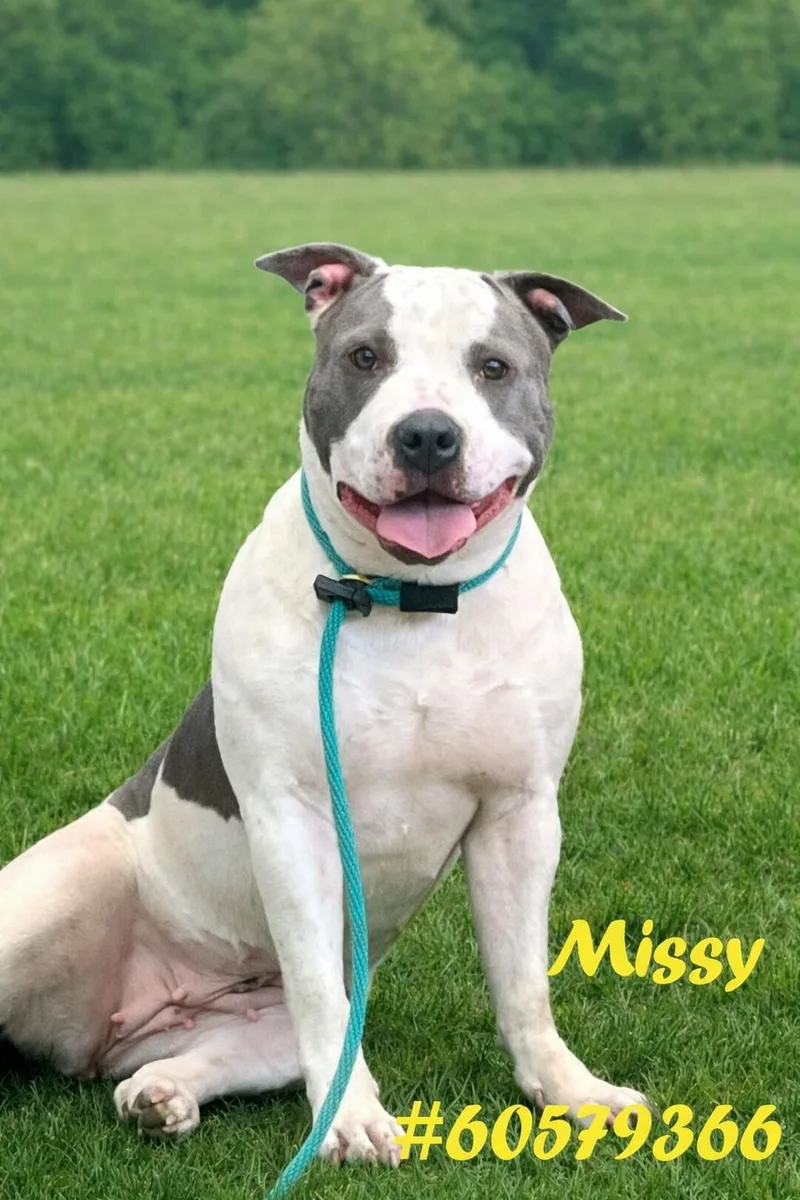 An adult large-sized female White / Cream Pit Bull Terrier dog named Missy for adoption in Wilkes Barre, PA