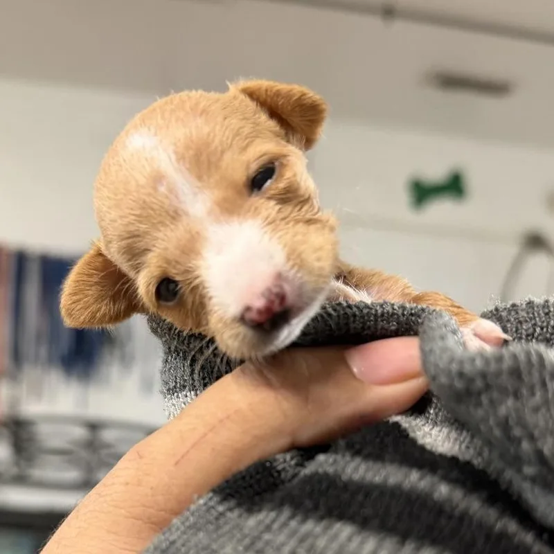 A baby small-sized male Chihuahua dog named Fritz F for adoption in Edinburg, TX