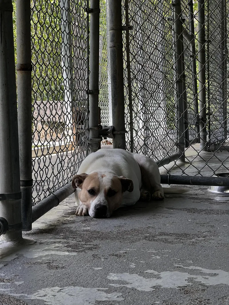 An adult medium-sized male Mixed Breed dog named Jax for adoption in Pearisburg, VA