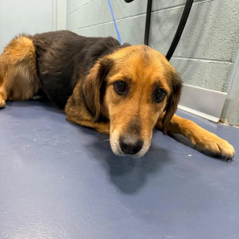 An adult medium-sized female Brown / Chocolate Hound dog named Callista for adoption in Greensboro, NC