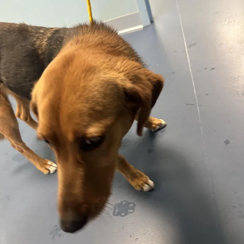 Callista thumbnail 2