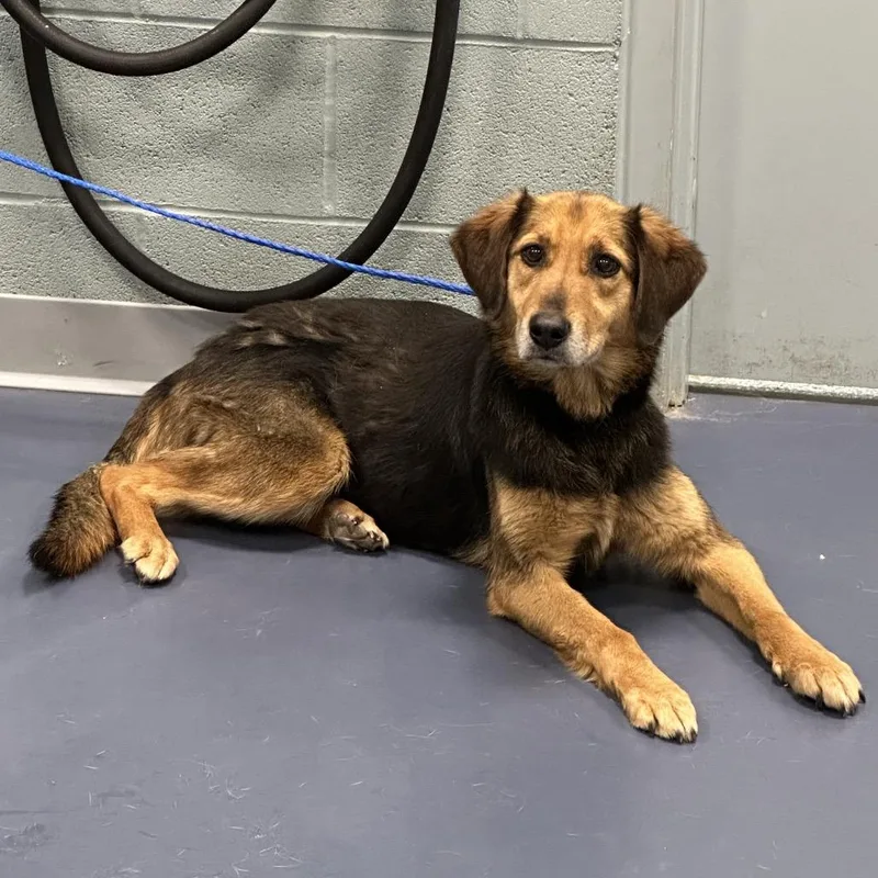 Callista thumbnail 3