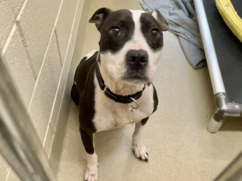 An adult medium-sized female Pit Bull Terrier dog named Harley for adoption in Chapel Hill, NC