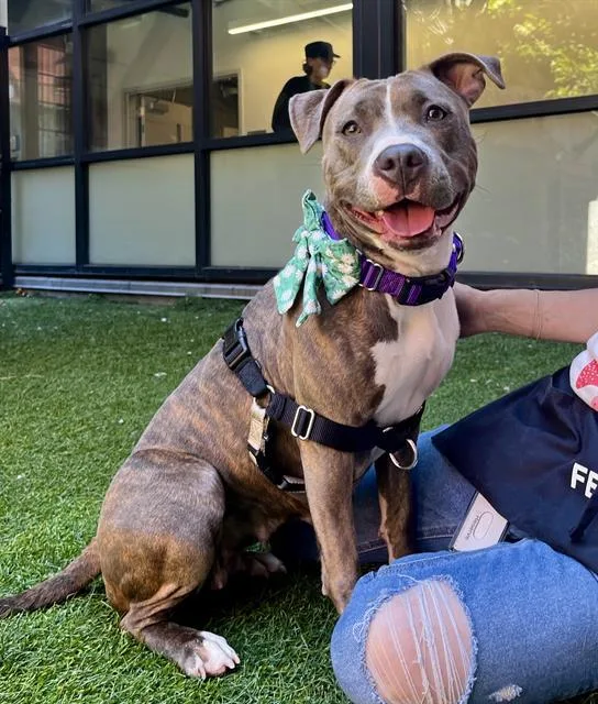 A young large-sized female Pit Bull Terrier dog named Shay Shay for adoption in San Francisco, CA