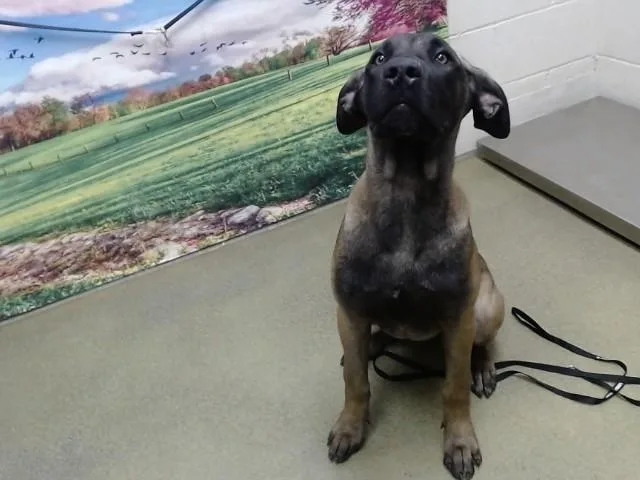 A young large-sized female Belgian Shepherd / Malinois dog named A for adoption in Moreno Valley, CA
