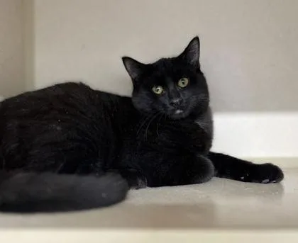 An adult medium-sized male Domestic Short Hair cat named Viper for adoption in Humboldt, IA