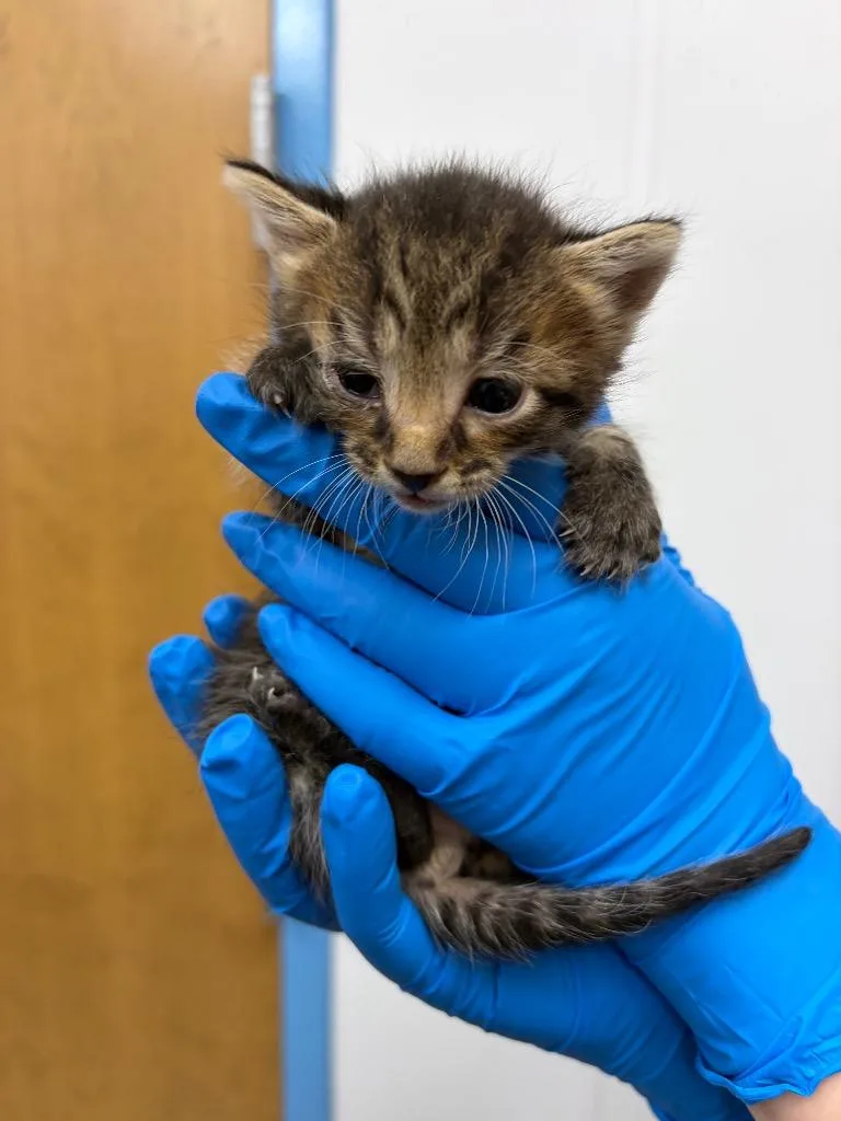 A baby small-sized male Domestic Short Hair cat named Tim for adoption in Hartsville, SC