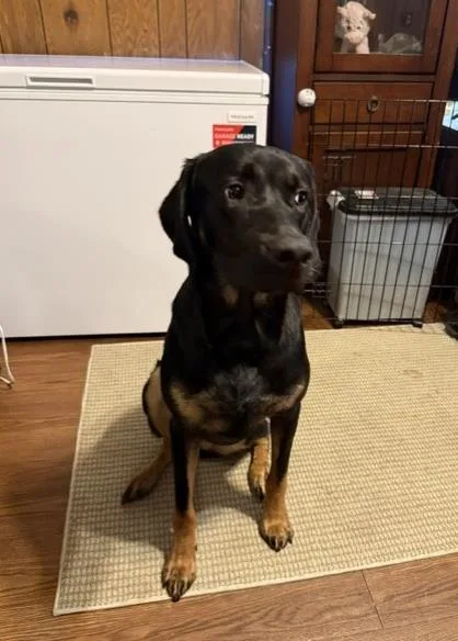 An adult large-sized male Mixed Breed dog named Grape for adoption in Fairfax, VA