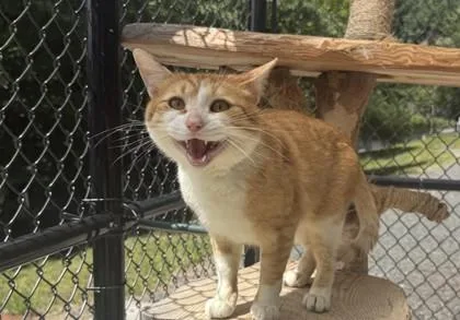 An adult medium-sized male Domestic Short Hair cat named Tater for adoption in Sultan, WA