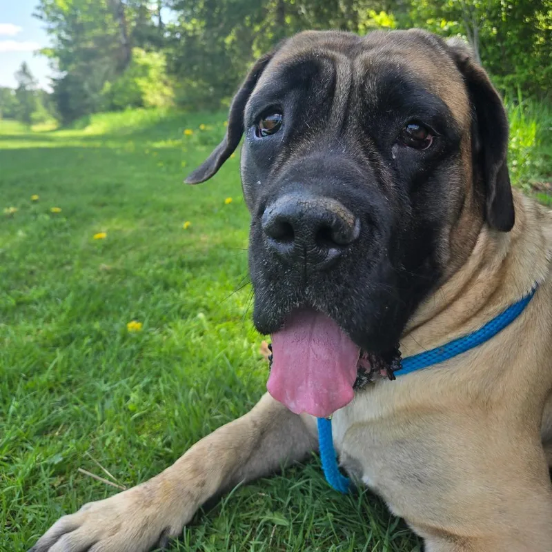 A senior extra large-sized female Yellow / Tan / Blond / Fawn Mastiff dog named Honey for adoption in Park Falls, WI