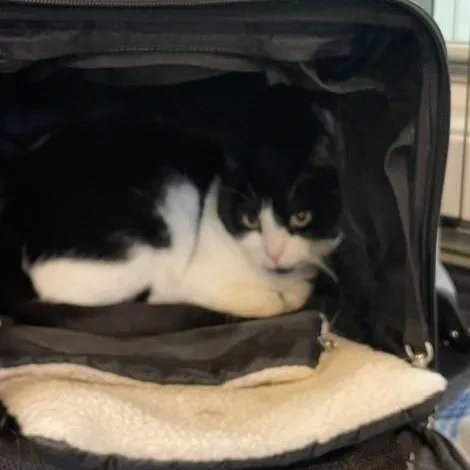 A young medium-sized female Black & White / Tuxedo Domestic Short Hair cat named Aurora for adoption in Attleboro, MA