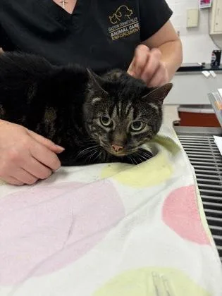An adult large-sized female Domestic Short Hair cat named Zelda for adoption in Gastonia, NC