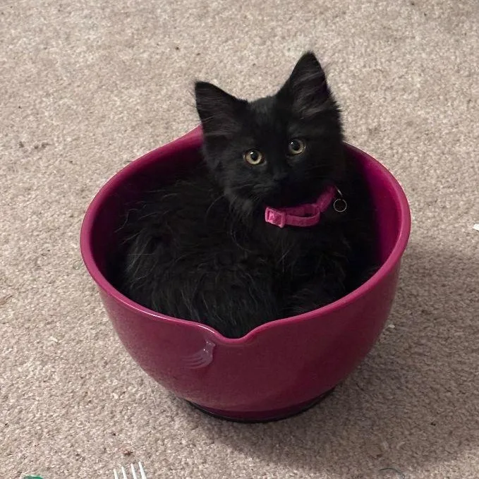 A baby medium-sized male Black Domestic Long Hair cat named Silhouette & Scadu for adoption in Lake Orion, MI