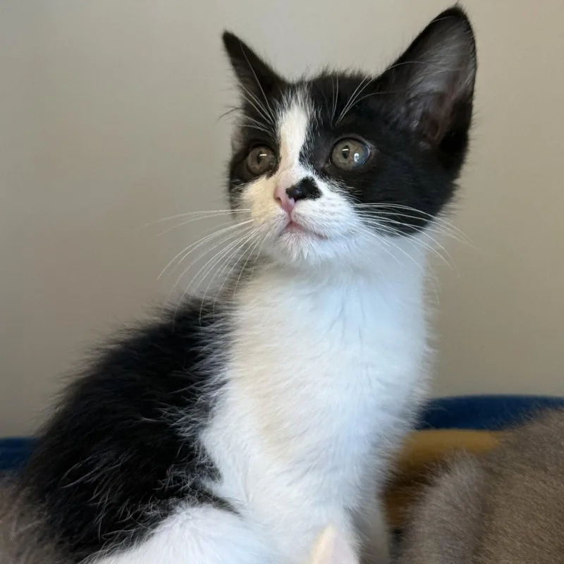A baby small-sized male Black Domestic Short Hair cat named Chocolate for adoption in Oakland, CA