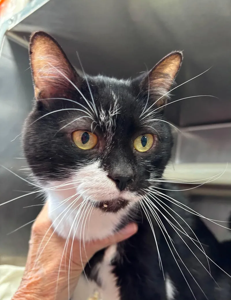 An adult medium-sized male Black & White / Tuxedo Domestic Short Hair cat named James  Visit At for adoption in Rustburg, VA
