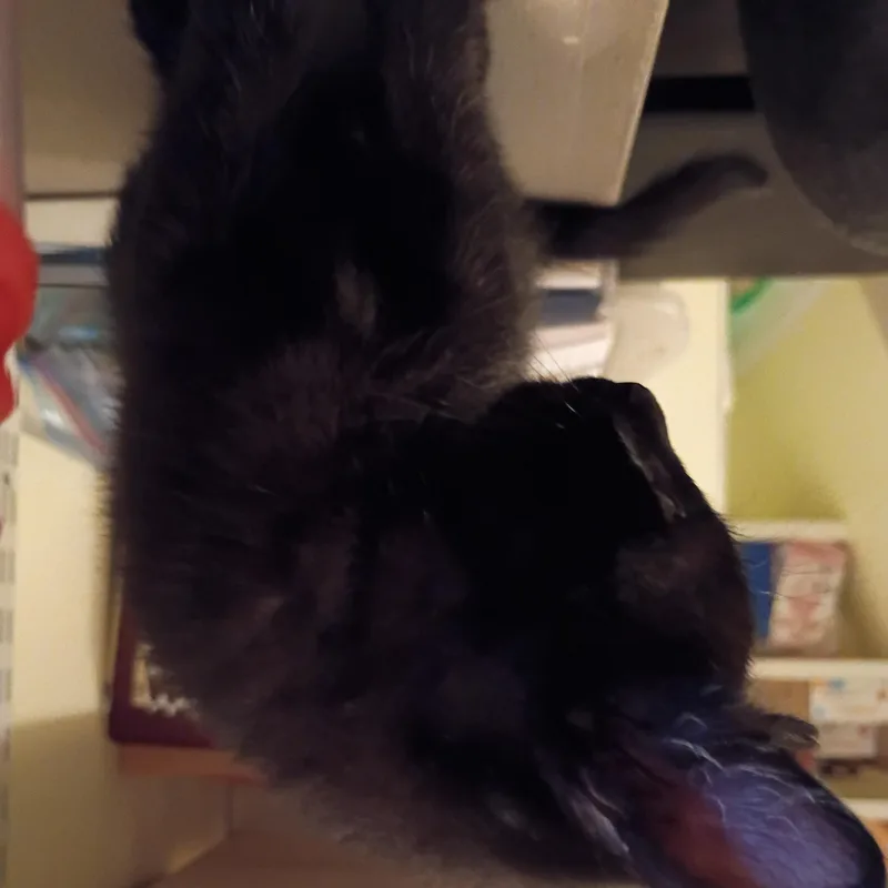 A baby large-sized male Black Domestic Short Hair cat named Magnum for adoption in Bordentown, NJ