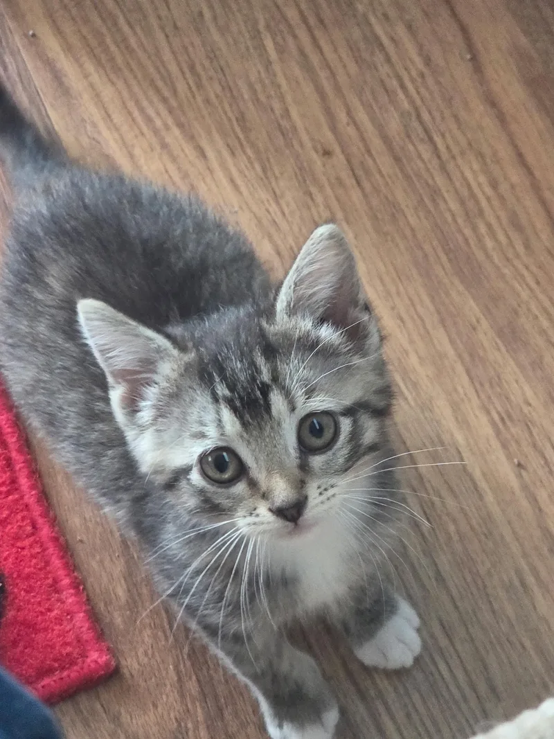 A baby medium-sized female Tabby (Gray / Blue / Silver) Domestic Short Hair cat named Elsie for adoption in Farmington, MN