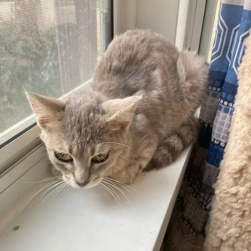 A young small-sized female Tabby (Gray / Blue / Silver) Domestic Short Hair cat named Wrein Marie for adoption in Rochester, MN